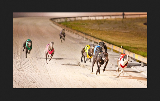 Cannington Greyhound Racing Track